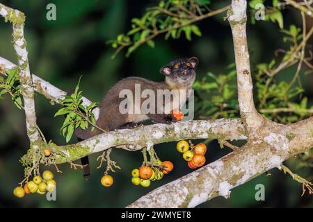 Borneo sudorientale settentrionale, Malesia, Sabah, riserva naturale di Tabin, civet di palma dentato (Arctogalidia trivirgata), noto anche come il civet di palma a tre strisce, mangia frutta di fico di notte, Ficus racemosa o Ficus glomerata Foto Stock