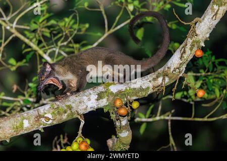 Borneo sudorientale settentrionale, Malesia, Sabah, riserva naturale di Tabin, civet di palma dentato (Arctogalidia trivirgata), noto anche come il civet di palma a tre strisce, mangia frutta di fico di notte, Ficus racemosa o Ficus glomerata Foto Stock