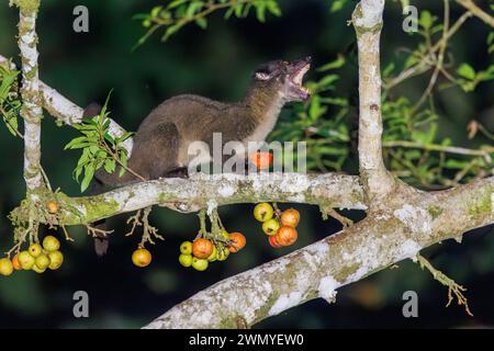 Borneo sudorientale settentrionale, Malesia, Sabah, riserva naturale di Tabin, civet di palma dentato (Arctogalidia trivirgata), noto anche come il civet di palma a tre strisce, mangia frutta di fico di notte, Ficus racemosa o Ficus glomerata Foto Stock