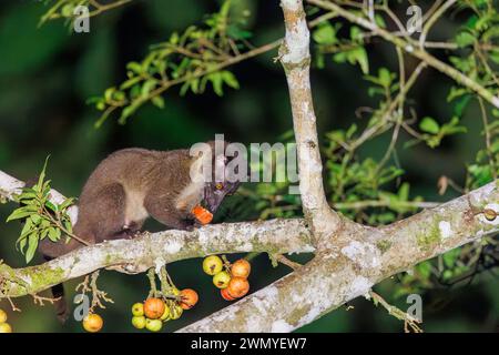 Sud-est del Borneo settentrionale, Malesia, Sabah, riserva naturale di Tabin, civet di palma con dentatura piccola (Arctogalidia trivirgata), noto anche come il tre strisce Foto Stock