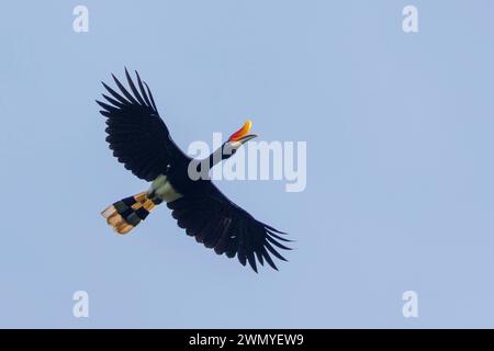 Oest del Borneo settentrionale, Malesia, Sabah, Deramakot Forest Reserve, che è una riserva naturale a Sandakan, Rhinoceros Hornbill (Buceros rhinoceros), volando sopra la foresta Foto Stock