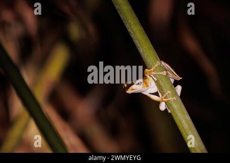 Borneo nord-orientale, Malesia, Sabah, riserva forestale di Deramakot, riserva naturale di Sandakan, rana orecchino (Polypedates otilophus) di notte, su un gambo di foglie, Foto Stock