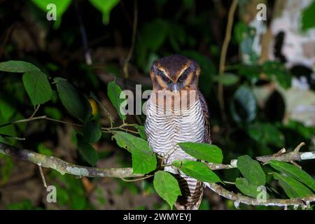 Sud-est del Borneo settentrionale, Malesia, Sabah, riserva naturale di Tabin, gufo di legno bruno (Strix leptogrammica), nella foresta Foto Stock