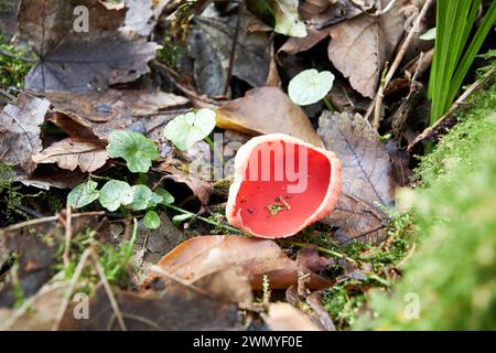 scarlet elfcup fungus sarcoscypha austriaca reas wood county antrim irlanda del nord regno unito Foto Stock