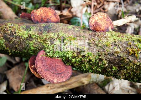 beefsteak fungus reas wood county antrim irlanda del nord regno unito Foto Stock