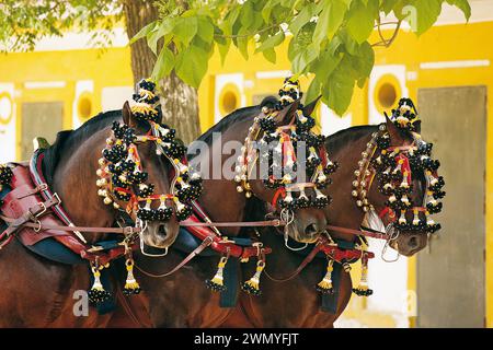 Puro cavallo spagnolo. Cavalli andalusi in imbracatura tradizionale, Feria del Caballo, Spagna Foto Stock