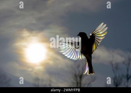 Vista dall'alto dell'uccello retroilluminato in volo con il sole che splende attraverso le sue ali distese, creando un effetto di diffrazione arcobaleno sulle piume Foto Stock