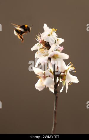 A metà volo, un calabrone comune si avvicina a fiori bianchi in fiore su uno sfondo sereno. Foto Stock