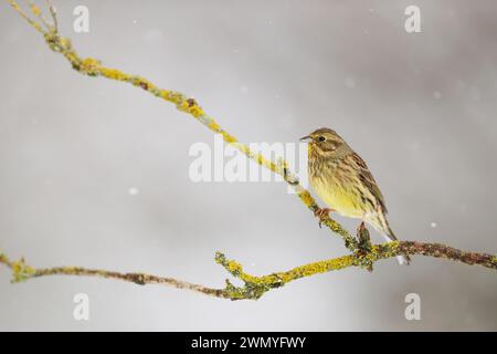 Un piccolo uccello con piumaggio marrone poggia su un ramoscello ricoperto di licheni in mezzo alla neve che cade delicatamente, con uno sfondo morbido. Foto Stock