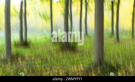 Rappresentazione onirica di una foresta con luce soffusa e sfocatura del movimento, che trasmette uno stile pittorico pittorico vicino alla riva del fiume Foto Stock