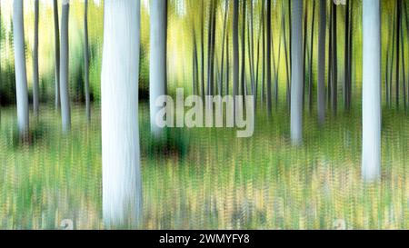 Ambientazione eterea della foresta con effetto sfocatura verticale che crea una serena opera pittorica di alberi sulla riva del fiume Foto Stock