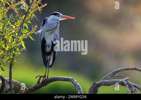 Heron grigio arroccato su un ramo al crepuscolo, con un morbido sfondo bokeh di alberi e luce del tramonto Foto Stock