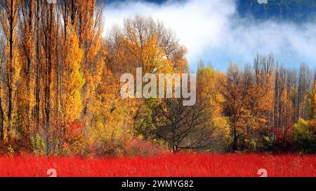 Paesaggio autunnale nebbioso con un radioso campo di vimini rosso in primo piano e una fila di pioppi dalle foglie gialle in lontananza Foto Stock