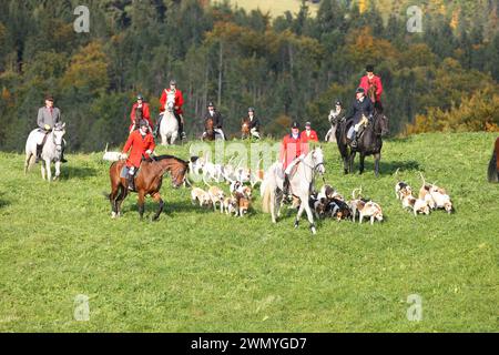 Beagle. Pacchetto Draghound per con i piloti. Germania Foto Stock
