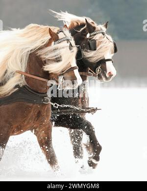 Foresta nera Draughthorse. Due stalloni che tirano una slitta. Germania Foto Stock