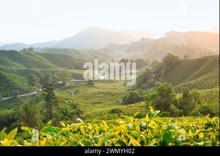 Una vista serena delle piantagioni di tè delle Cameron Highlands in Malesia rivela il paesaggio ondulato e la vegetazione lussureggiante. Foto Stock