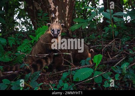 Un curioso coati esplora il lussureggiante sottobosco della foresta pluviale subtropicale che circonda le cascate di Iguazu nel Brasile meridionale. Foto Stock