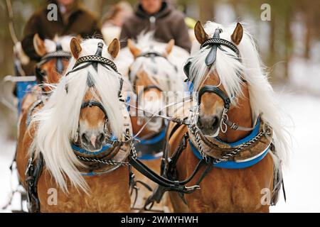 Haflinger. Quattro in mano nell'imbracatura tradizionale. Baviera, Germania Foto Stock