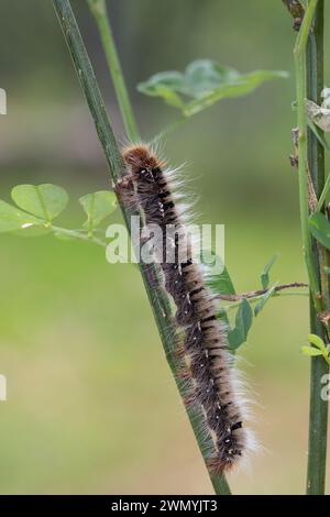 Eichenspinner, Eichen-Spinner, Raupe, Quittenvogel, Lasiocampa quercus, Lasiocampa scopolii, eggar di quercia, caterpillar, le Bombyx du chêne, le Minime à b Foto Stock