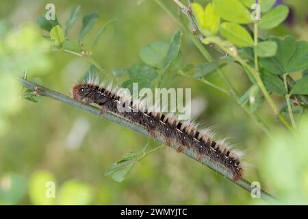 Eichenspinner, Eichen-Spinner, Raupe, Quittenvogel, Lasiocampa quercus, Lasiocampa scopolii, eggar di quercia, caterpillar, le Bombyx du chêne, le Minime à b Foto Stock