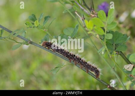 Eichenspinner, Eichen-Spinner, Raupe, Quittenvogel, Lasiocampa quercus, Lasiocampa scopolii, eggar di quercia, caterpillar, le Bombyx du chêne, le Minime à b Foto Stock