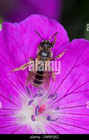Furchenbiene, Schmalbiene, Weibchen beim Blütenbesuch auf Storchschnabel, Furchen-Biene, Schmal-Biene, Lasioglossum calceatum, SYN. Halictus calceatus Foto Stock