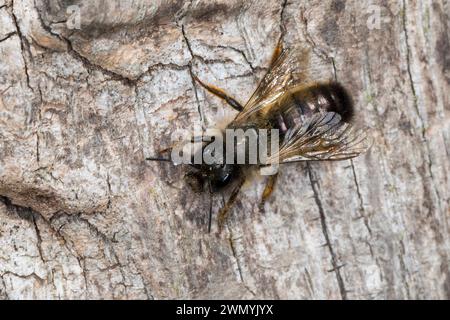 Rote Mauerbiene, Rostrote Mauerbiene, Mauerbiene, Mauer-Biene, Osmia bicornis, Osmia rufa, Red mason bee, mason bee, l'osmie rousse, Mauerbienen, maso Foto Stock