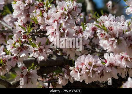 Madrid, Madrid, Spagna. 28 febbraio 2024. Dettaglio dei mandorli in fiore, nel parco Quinta de los Molinos a Madrid. (Immagine di credito: © Luis Soto/ZUMA Press Wire) SOLO PER USO EDITORIALE! Non per USO commerciale! Foto Stock