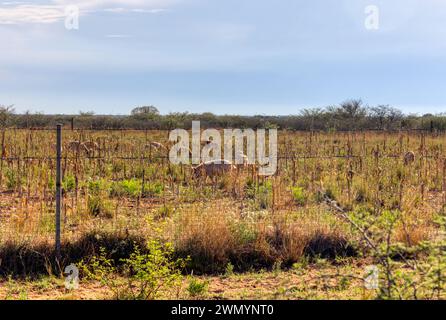 maiali e pecore all'aperto che pascolano in un'azienda agricola nel bush, piccolo imprenditore africano Foto Stock