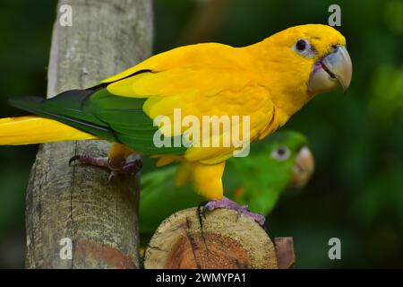 Il pappagallo dorato (Guaruba guarouba) è un pappagallo neotropico giallo-oro di medie dimensioni che abita le foreste del Sud America Foto Stock