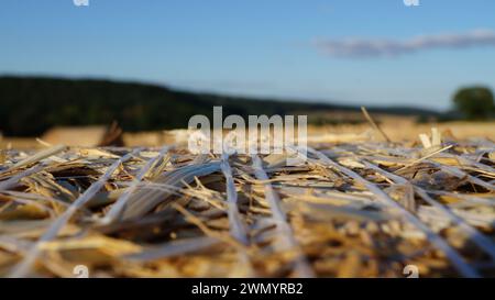 focalizzandosi su un moderno pezzo di grano in piedi in un campo sotto il sole della sera prima del tramonto, o sul campo nel suo insieme Foto Stock