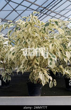 Ficus benjamina STARLIGHT ( Starlight Weeping Fig ) in serra Foto Stock