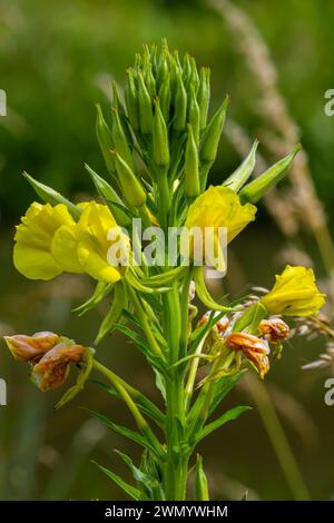 Primula serale gialla Oenothera biennis, pianta di medicina per cosmetici, cura della pelle ed eczema. Foto Stock