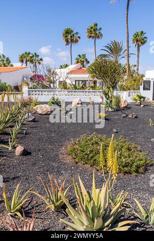 Un giardino frontale piuttosto insolito su suolo vulcanico fuori da una villa a Caleta de Fuste sulla costa orientale dell'isola Canaria di Fuerteventura, Spagna Foto Stock