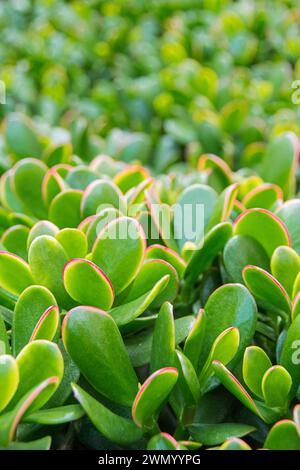 Dettaglio ravvicinato di un gruppo di piante di giada. Foto macro scattata in un giardino con luce naturale all'aperto. Foto Stock