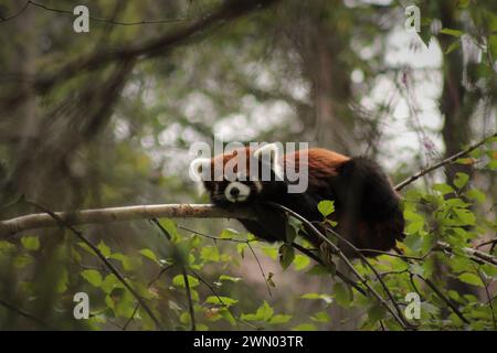 Panda rossa femmina che dorme in un albero ( Ailurus fulgens) allo Zoo sauvage de Saint-Félicien 2019 - Panda roux femelle dormiente dans un arbre Foto Stock