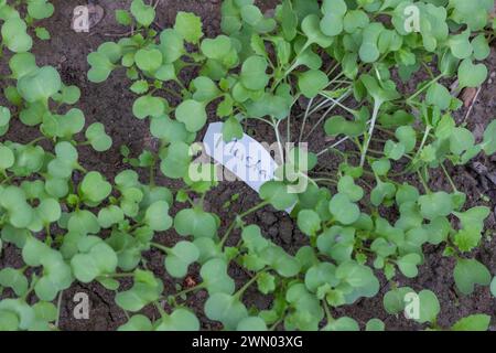 Semi di senape germinati nel giardinaggio Foto Stock