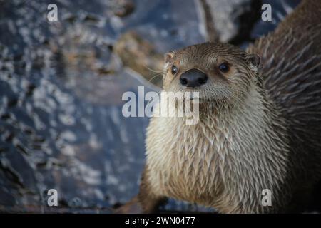 Loutre de rivière (Lontra canadensis), lontra di fiume nordamericana, Zoo Sauvage de Saint-Félicien Foto Stock