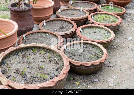 Coltivare verdure in grandi vasi di argilla. Concetto di giardinaggio di container. Foto Stock