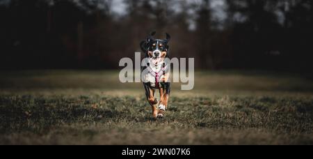 Un cane che corre in un campo erboso vicino a Treesg Foto Stock