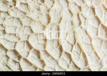 Sfondo di texture di trippa di bestiame crudo pulito e lavato, primo piano Foto Stock