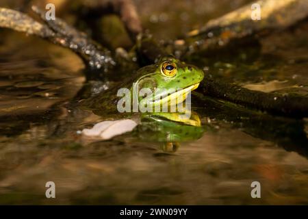 Bullfrog (Lithobates catesbeianus), Woodburn Pond Wildlife area, Oregon Foto Stock