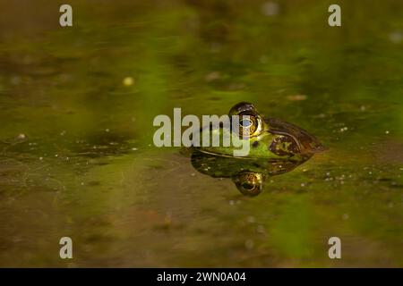 Bullfrog (Lithobates catesbeianus), Woodburn Pond Wildlife area, Oregon Foto Stock