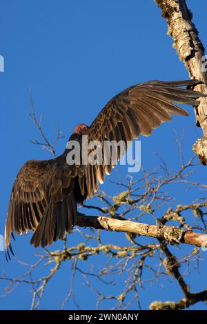 Turchia Vulture (Cathartes aura), Riverside Park, Stayton, Oregon Foto Stock