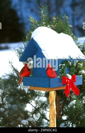 Due cardinali rossi, cardinali cardinali, interagiscono e mangiano in un alimentatore per uccelli dipinto di blu decorato con una corona di Natale e un arco rosso, USA Foto Stock