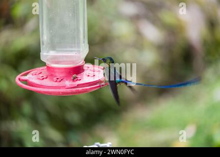 Maschio Sylph (Aglaicercus coelestis) dalla coda viola su un alimentatore in Colombia Foto Stock