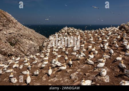 Gannets nidificati nelle Isole Saltee (Irlanda) Foto Stock