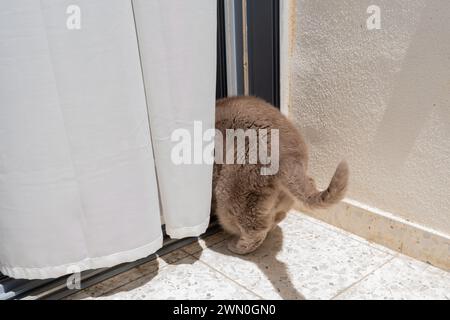 Giocosa British Shorthair Cat Peeks Behind A Curtain, che espone la sua natura curiosa e curiosa in Un accogliente ambiente domestico. Foto Stock