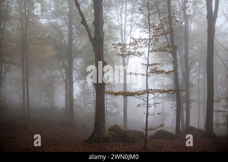 Un piccolo faggio nella foresta autunnale immerso nella nebbia, Monte Amiata, Siena, Toscana, Italia Foto Stock