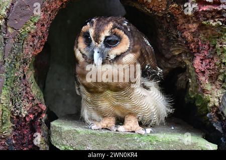 Gufo di legno marrone, Malaienkauz, leptogramma Chouette, Strix leptogrammica, maláj erdeibagoly, Malesia, Asia Foto Stock